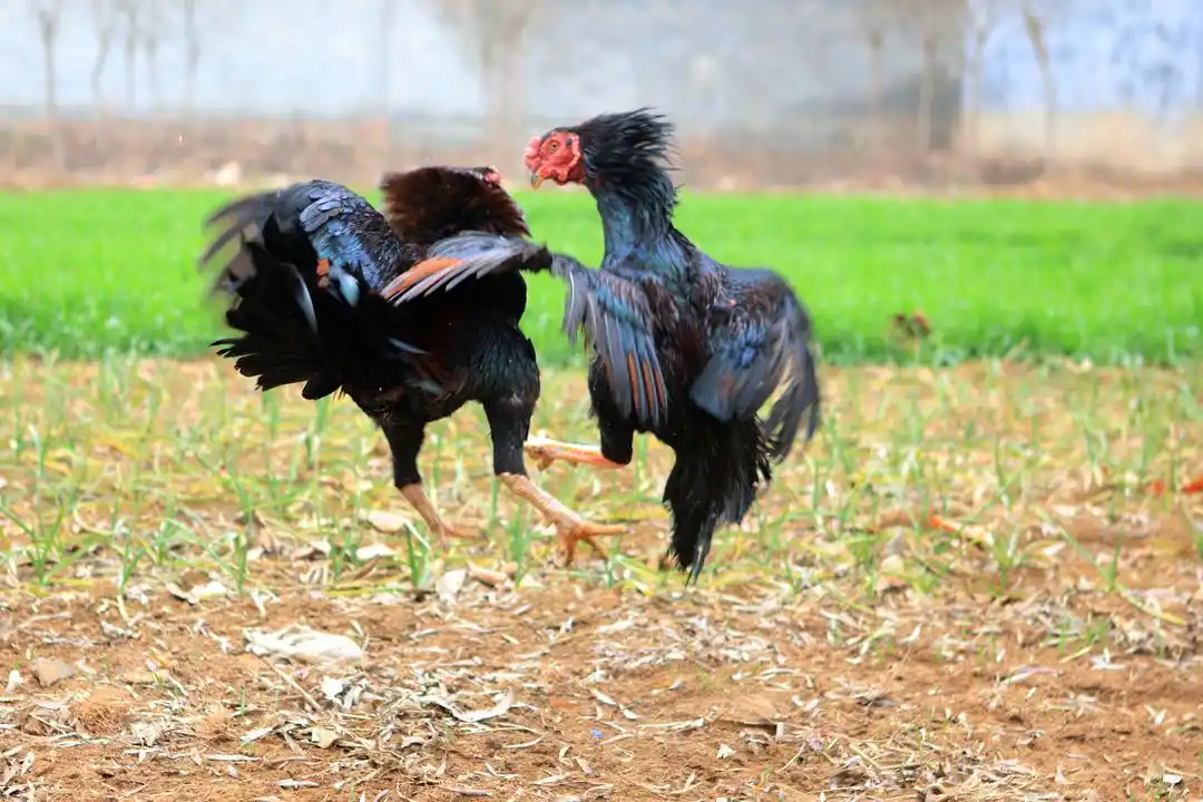激斗时,颈羽炸开,躲闪腾挪,你来我往,鸡毛乱飞,战声酣鸣,直至对方被斗