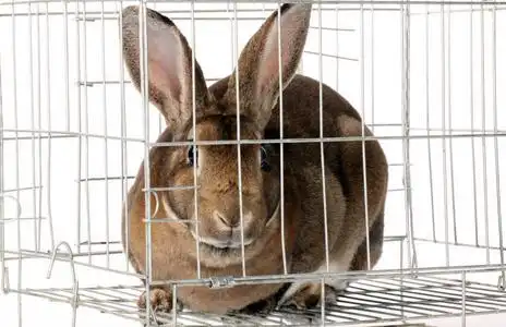 兔子笼子图片