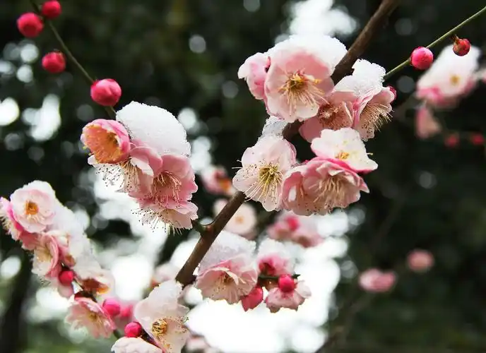 梅花傲雪 雪中梅园 白雪映梅 红梅衬雪