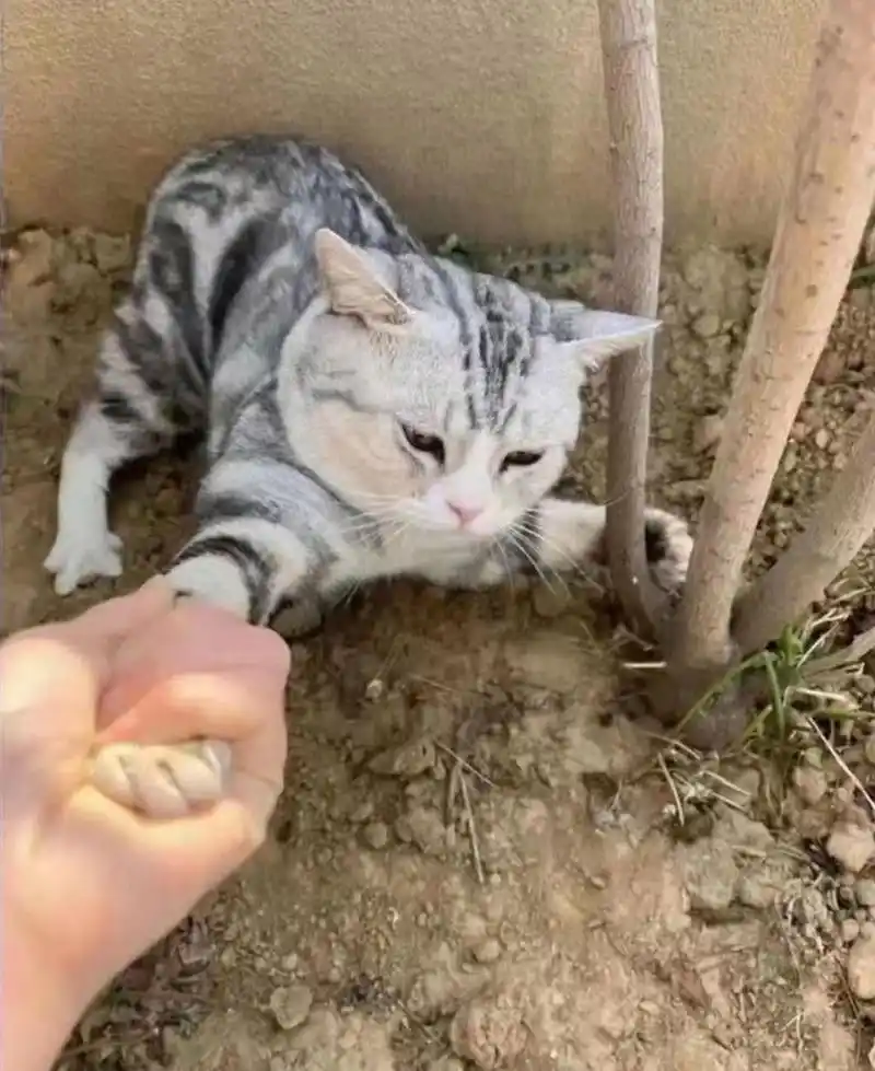 我有好多的小鱼干你要不要跟我走.