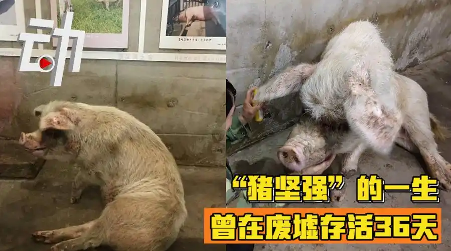 回顾猪坚强的一生猪坚强寿命相当于人类百岁曾在废墟存活36天