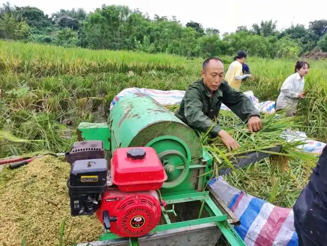 你家的谷子黄了