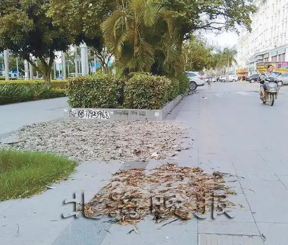 北海一马路边成鸡鸭毛大晒场 天热臭难闻(图)