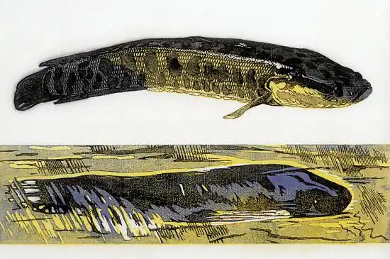 傅永达   金色的黑鱼