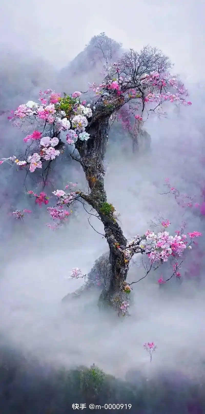 赏花听歌美景如画 最美壁纸 #一花一木一世界一叶一树一菩提 - 抖音