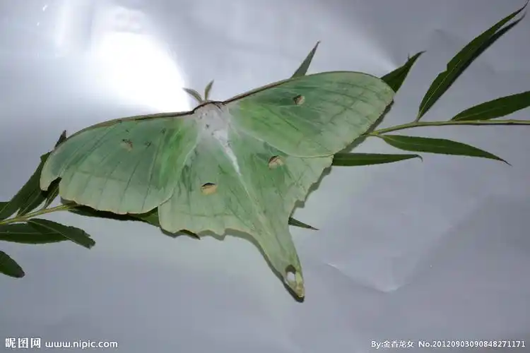 长尾水青蛾图片