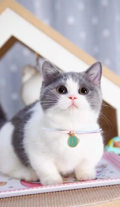 英短蓝白矮脚猫 妹妹三个月 大通脖 也会越来越圆润漂亮的～#英短蓝白