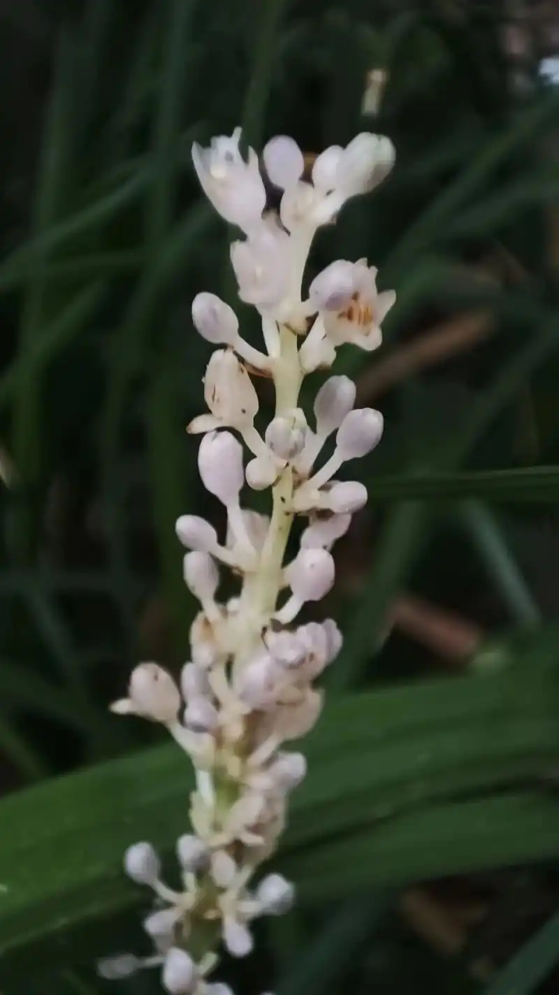 山麦冬,为天门冬科山麦冬属,多年生草本植物;根近末端处矩圆形