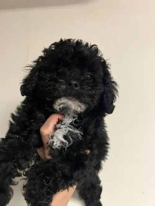 波士顿养狗 #波士顿狗舍 #纽约狗狗  #纽约泰迪现狗  #黑色泰迪