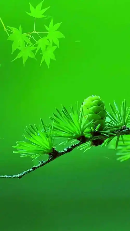 火萤 视频:绿色护眼,唯美治愈