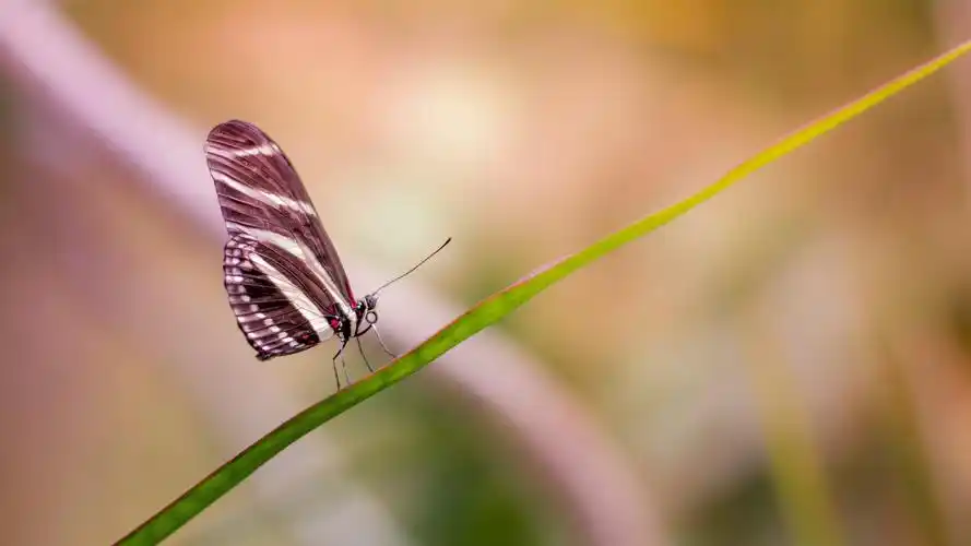 壁纸 一只蝴蝶,绿草叶,昆虫 5120x2880 uhd 5k 高清壁纸, 图片, 照片