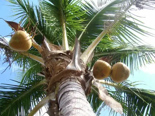 想来城市里大多物流发达,物产丰富,真正呆了海南,体会到夏天的热与渴