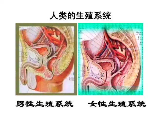婴儿的诞生:济南版生物第四单元第三章第一节婴儿的诞生课件 人类的