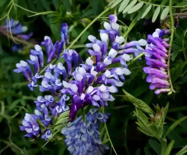 漂亮的野豌豆花,小众,豆花姹紫.