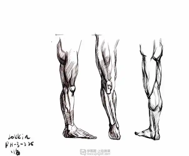 临摹腿—腿部人体肌肉结构入门训练