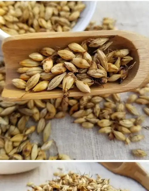 一下大麦芽茶的功效与作用及其成分!你知道吗? _功效与作用