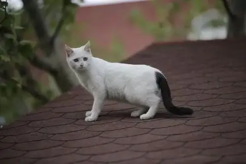 这是什么猫?土猫!