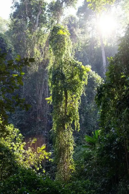 云南最南端城市,我国唯一的热带雨林,拥有丰富的旅游资源
