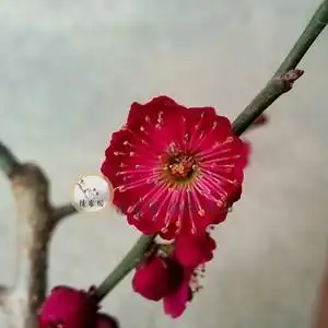 红须朱砂梅 两年梅接苗 小桩 朱砂梅 红梅 梅花盆栽 品种保证