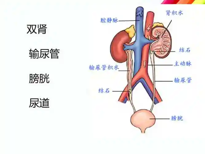 泌尿系ct检查技术ppt