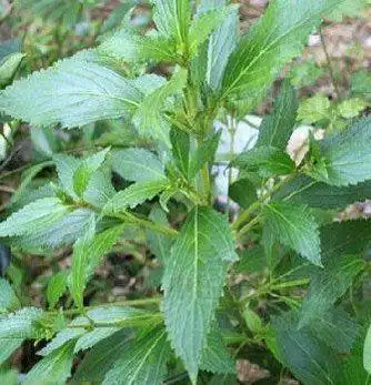 溪黄草的功效与作用