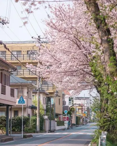 开满樱花的街道