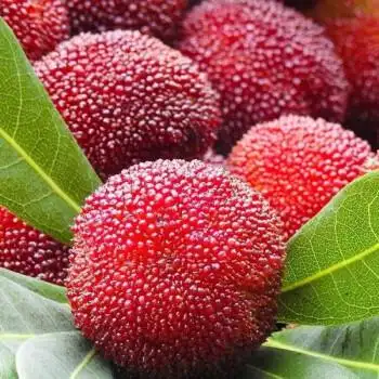 玉泉韵京德福冰杨梅新鲜冷冻精品鲜果杨梅冰镇水果零食1500克冰杨梅