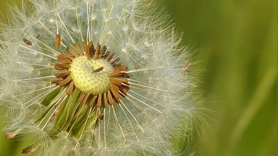 白色的蒲公英,高清图片,电脑桌面-壁纸族