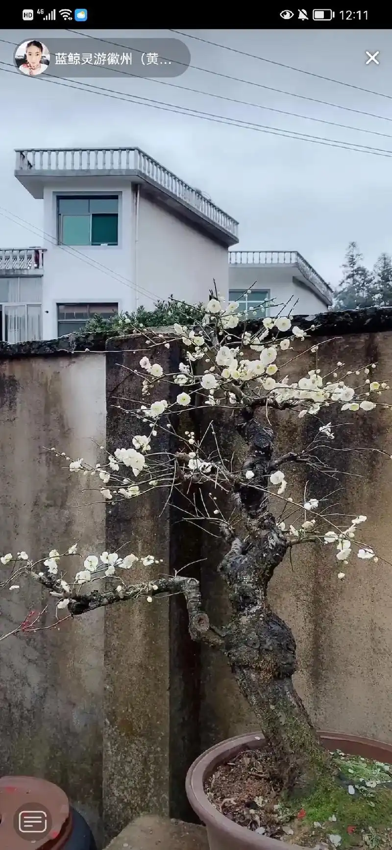 绿萼梅别名绿梅花,属梅花品种分类系统中的真梅系直枝梅类绿萼型 - 抖