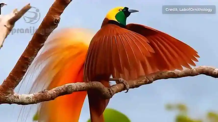 (高清)传说中的天堂鸟-动星物球频道推荐