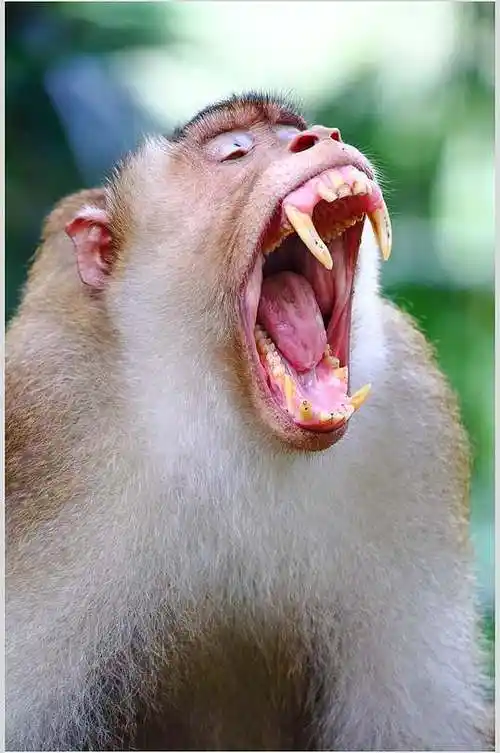 动物牙齿图片-动物牙齿素材下载-众图网