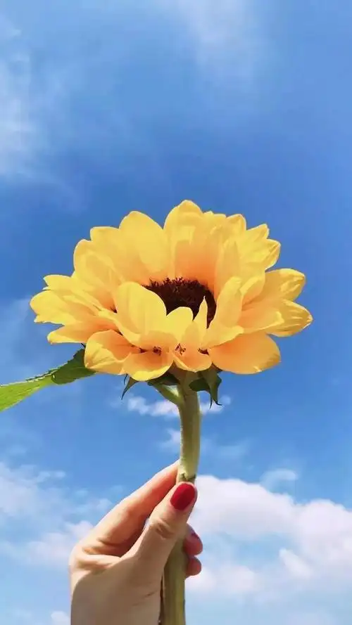 25句充满阳光的话简洁唯美令人一见倾心