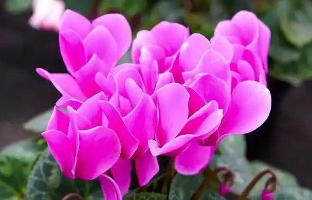 十二月开什么花开,12月最美的5种花附图片