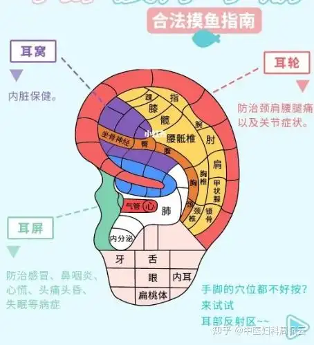 祝宝子们健康摸鱼每一天～耳部按摩法会通过对耳朵的不同部位进行摩擦