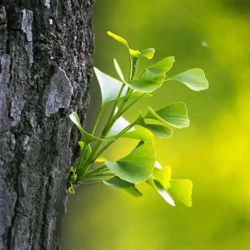 征集春天的足迹