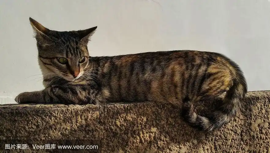 猫,可爱的,拍摄环境,美,褐色