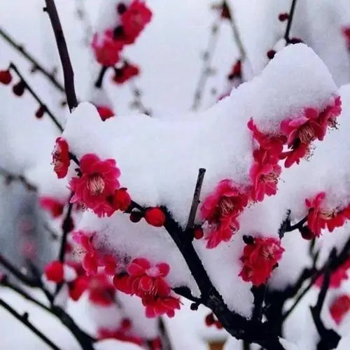 白雪,红梅