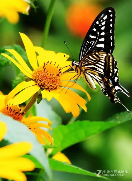 荷花(小刘村) 蝴蝶(蝶恋花)