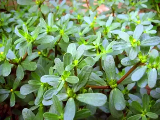 最壮阳的草药农村常见可以补肾壮阳的草药廉价又高效3