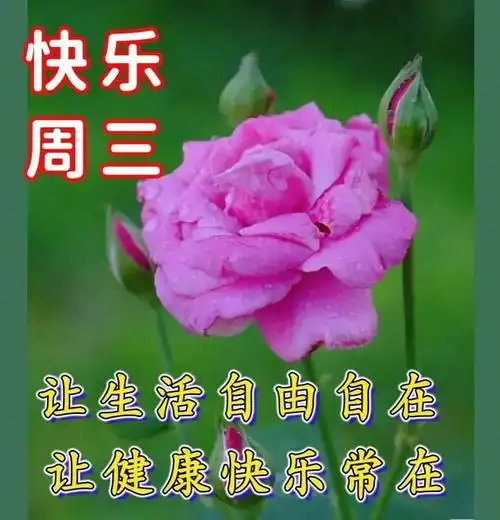 周三愉快!|快乐|清晨|晨曦|幸福_网易订阅