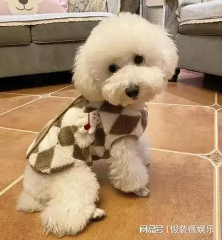 泰迪犬的训练与社交:培养快乐,健康的狗狗|犬科|宠物狗|狗肉车|驯养动