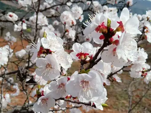 杏树花在召唤你,你还在等什么?(阅贤书院华胥杏花谷写生)