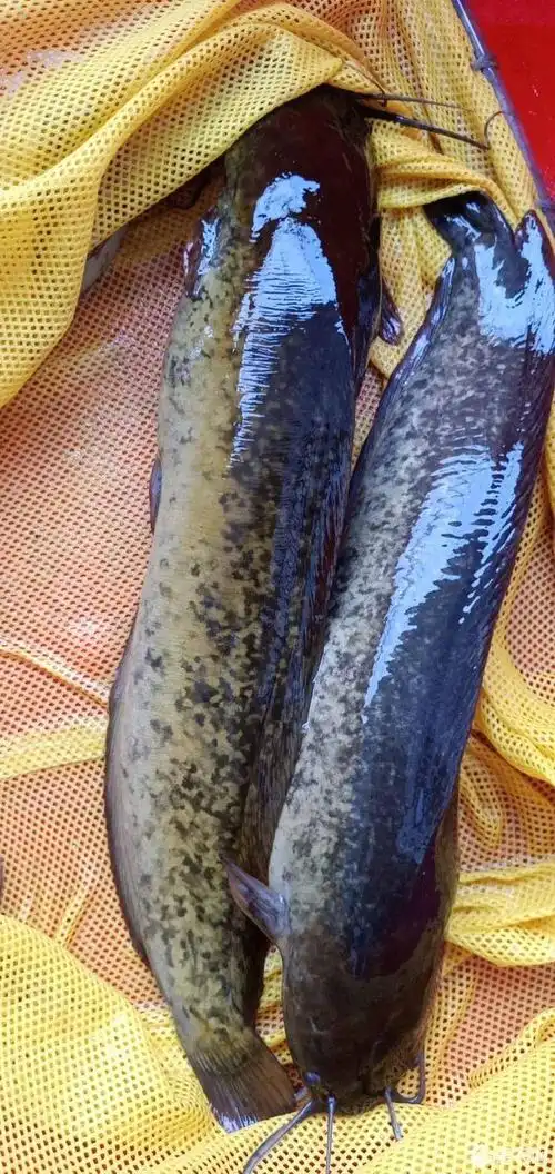 本地塘鲺 各品种各规格