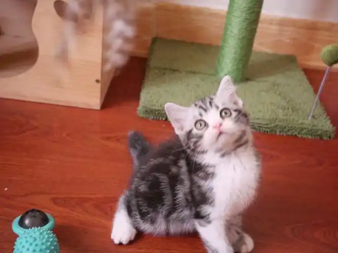 美国短毛猫加白蹲家长