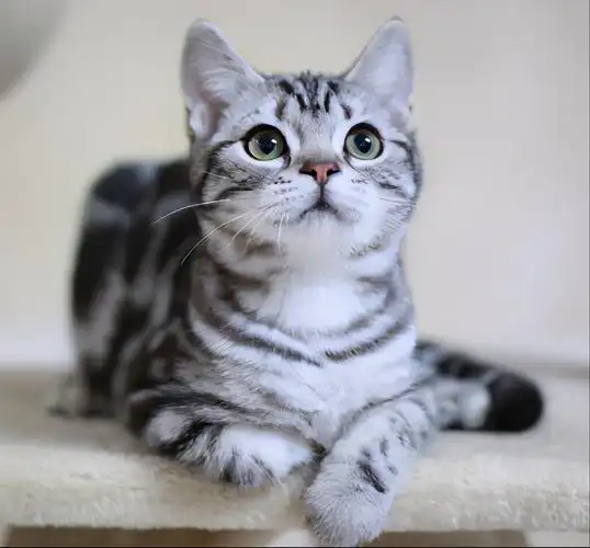5,美国短毛猫