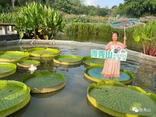 王莲,是世界上莲叶最大的莲花.图源:青秀山微信公众号