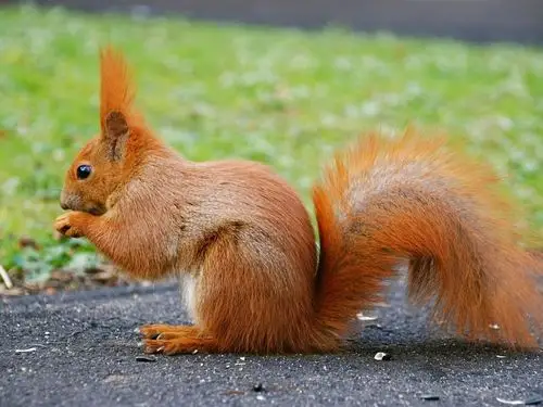 描述: 美丽的小松鼠-动物高清壁纸 当前壁纸尺寸: 1200 x 900