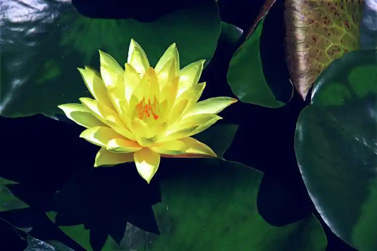 为什么佛菩萨都坐在莲花上面呢?