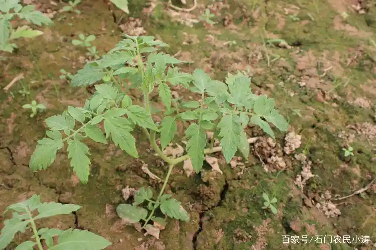 石门-普通大棚-秋季西红柿开种了