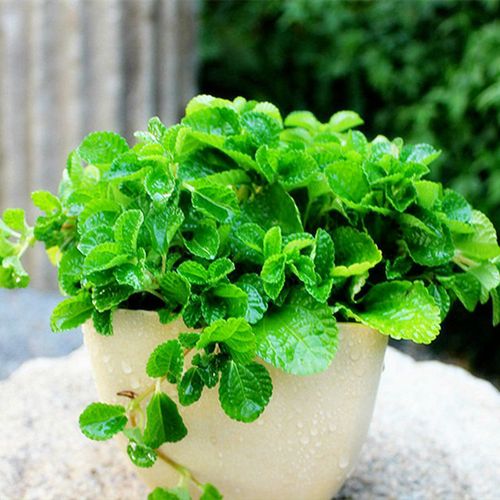 柠檬香蜂草种子清凉绿薄荷留兰香可食用香草种籽阳台盆栽春秋播